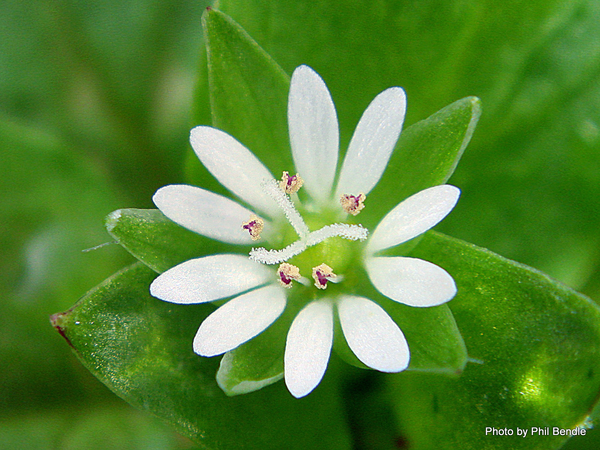 Stellaria humifusa