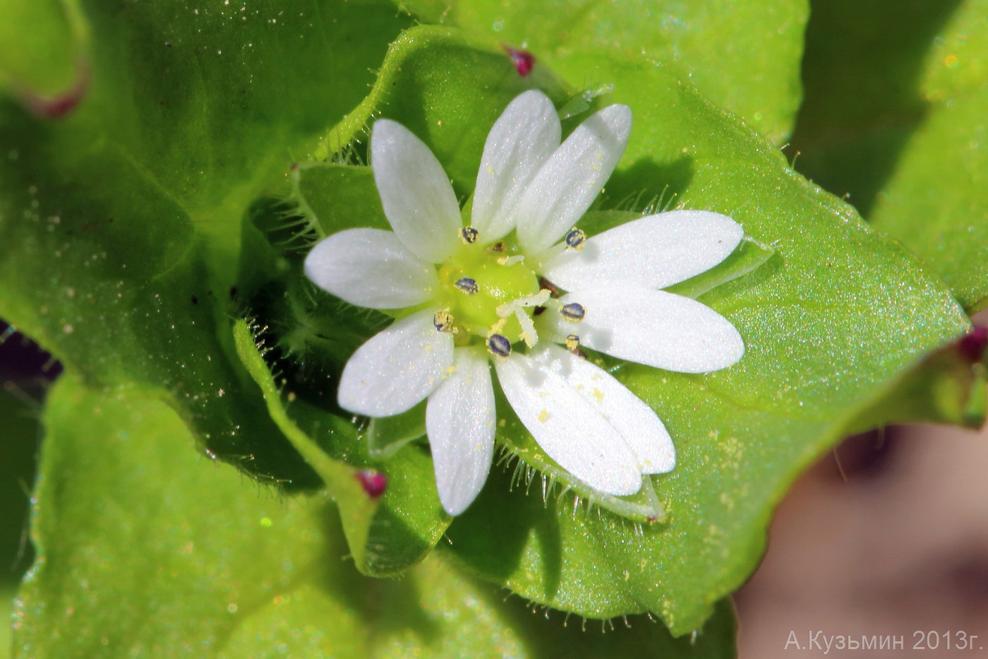 Звездчатка средняя – Stellaria Media (l.) vill