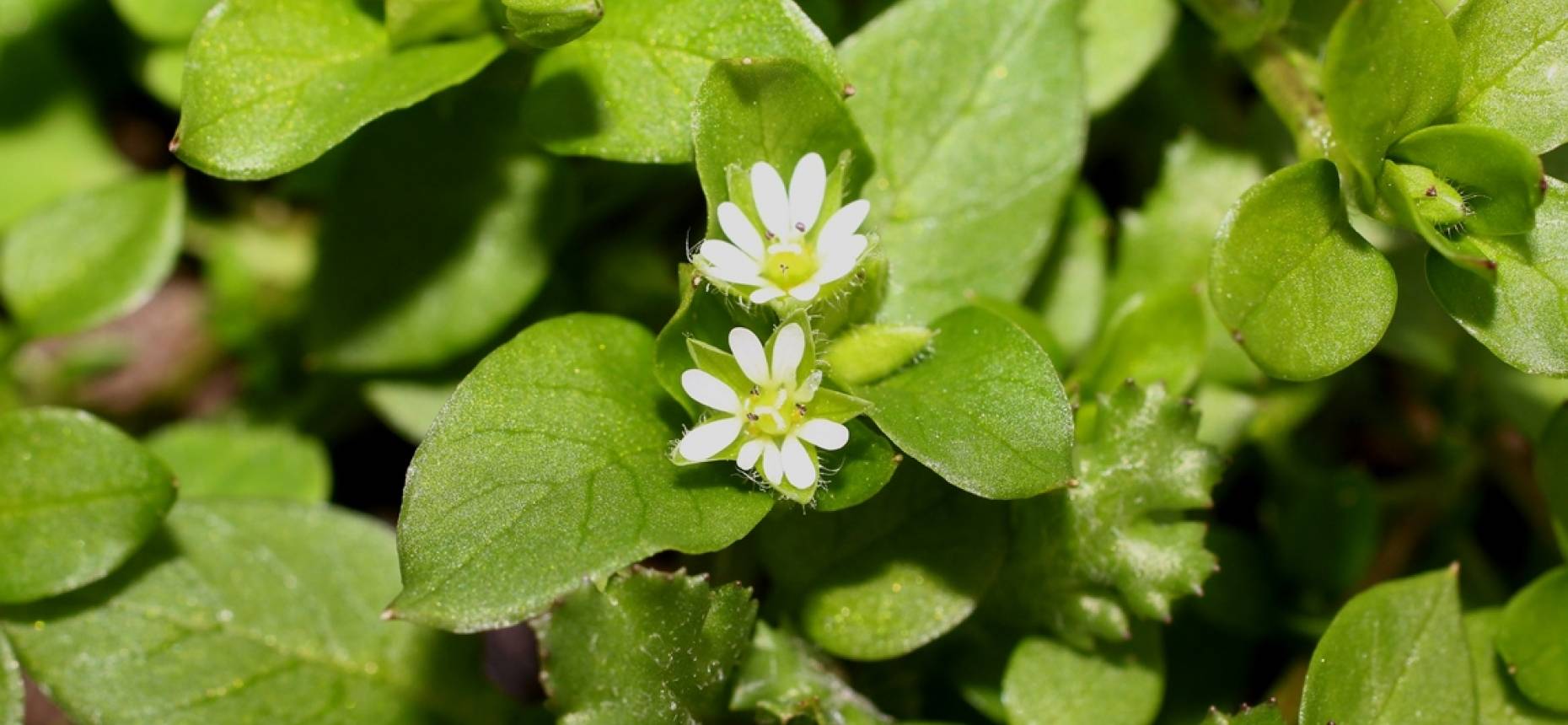 Звездчатка средняя (Stellaria Media)