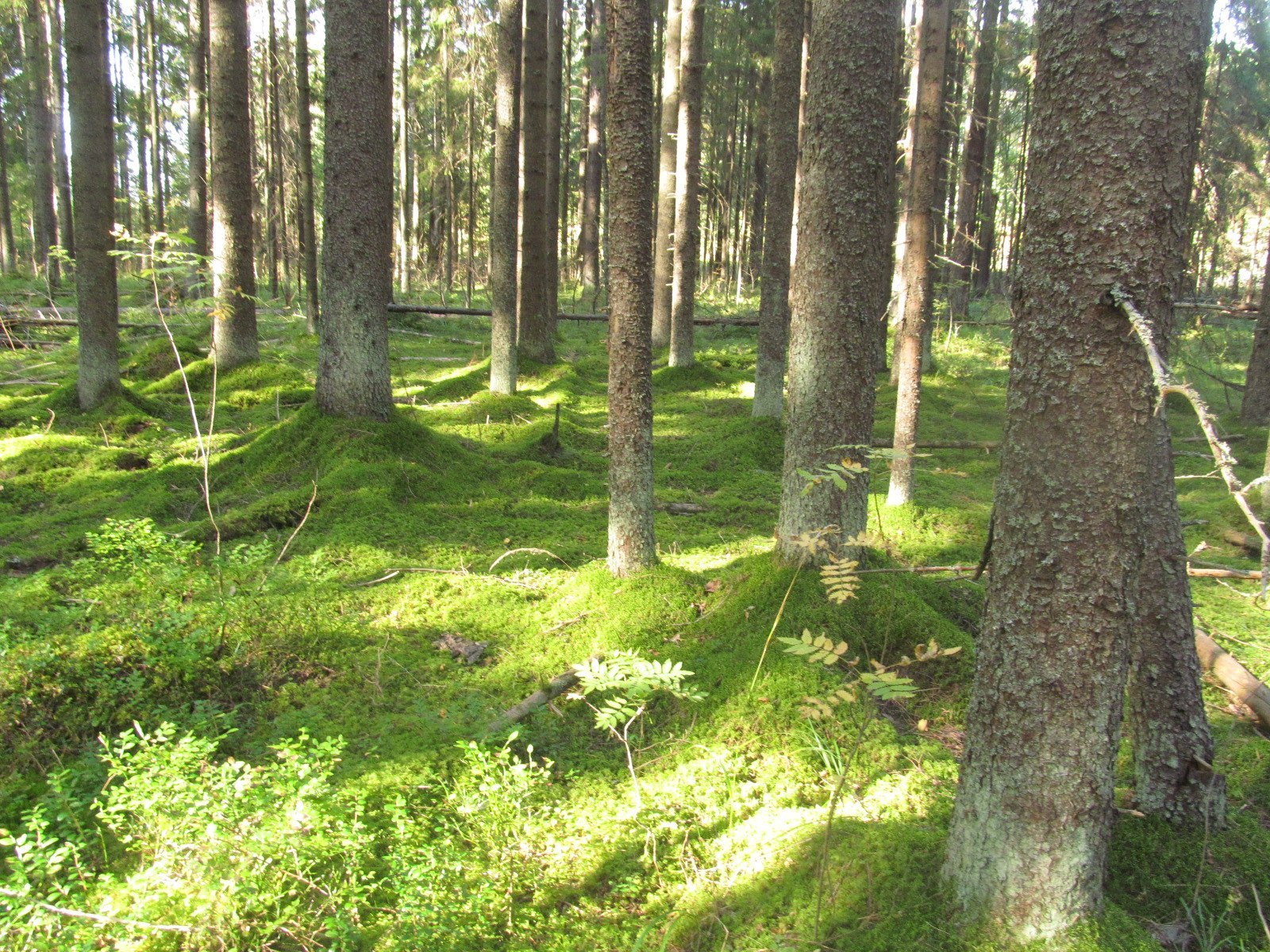 Сосняк зеленомошник Кисличник