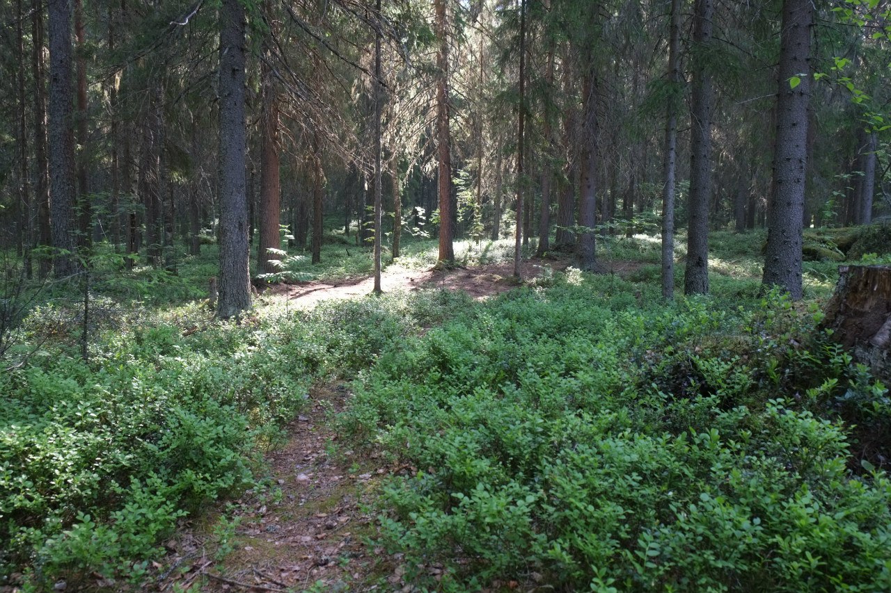 Засурский Бор черничник Пензенская область