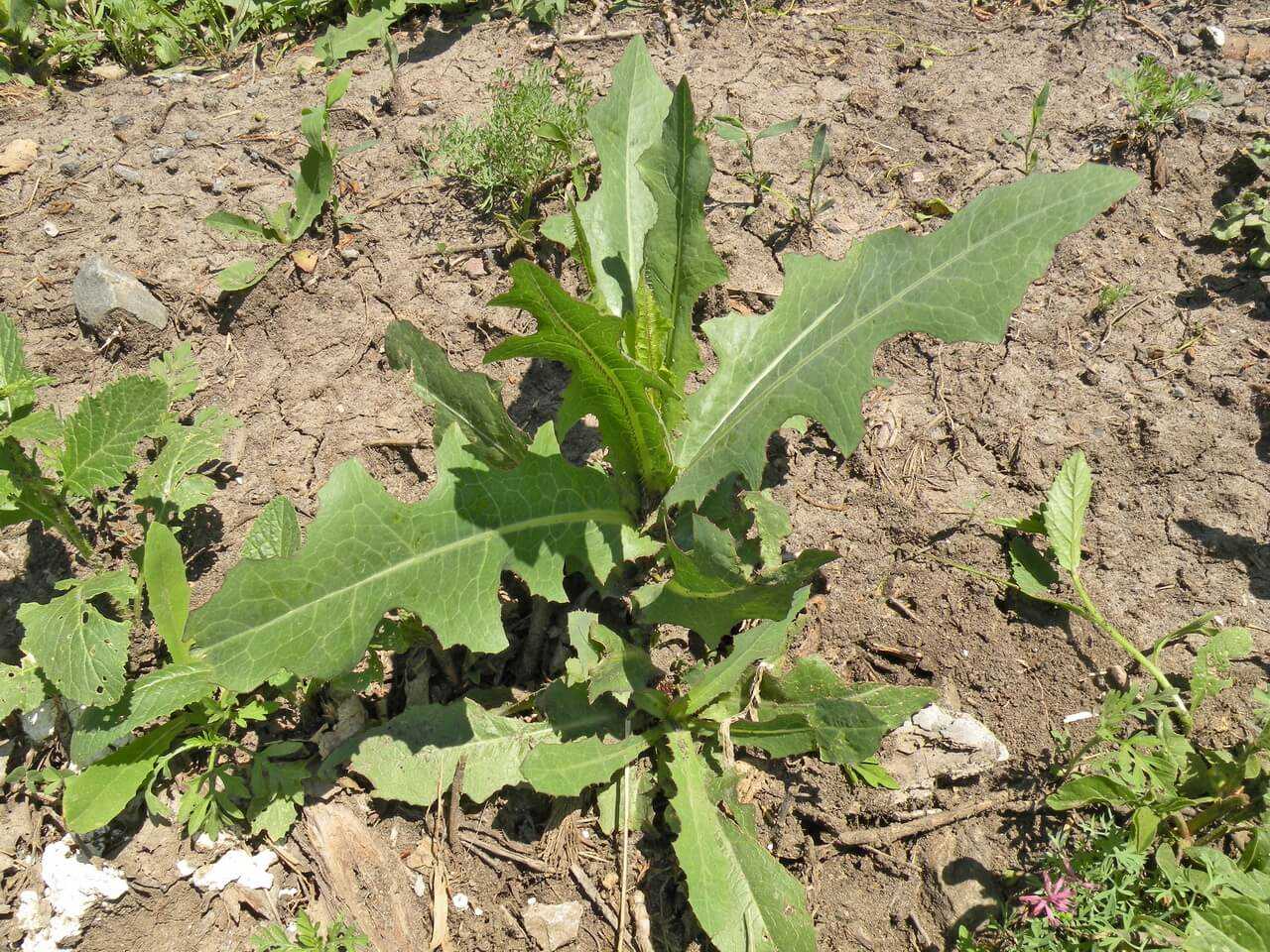 Латук дикий (Lactuca virosa)