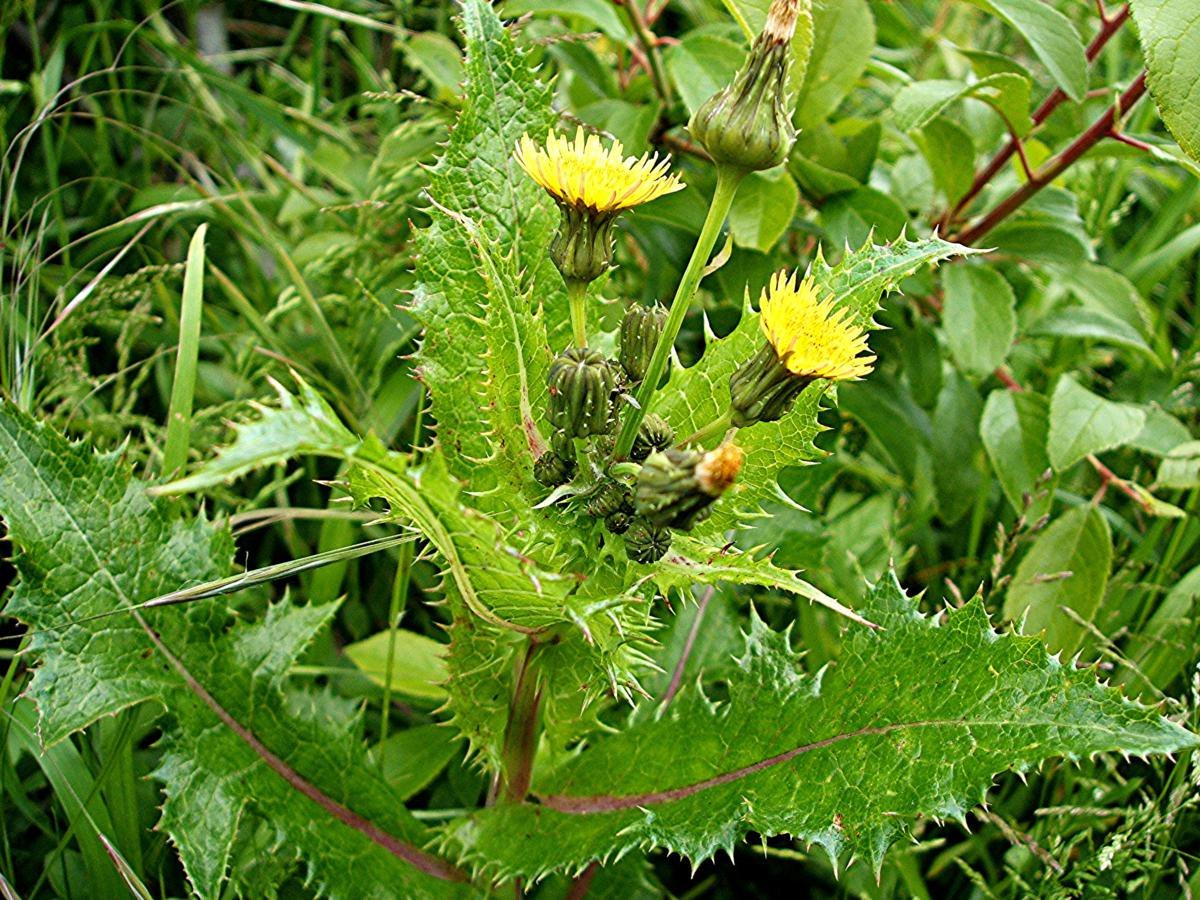 Осот полевой (Sonchus arvensis),