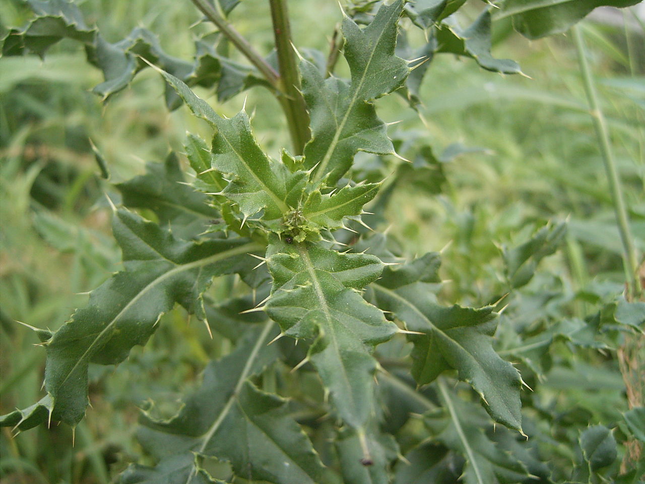 Бодяк полевой (Cirsium arvense листья