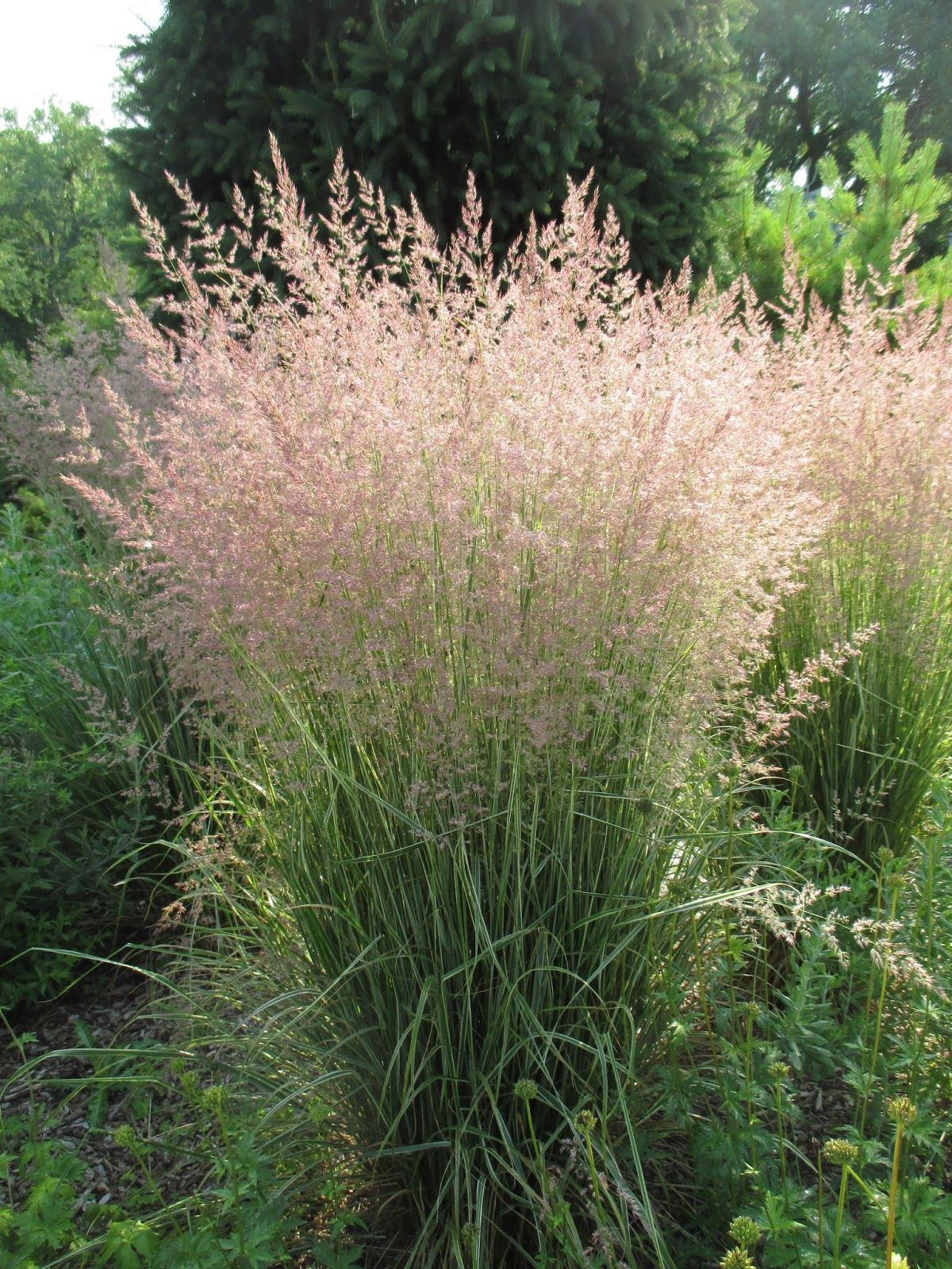 Вейник остроцветковый (Calamagrostis acutiflora \‘Overdam\’)