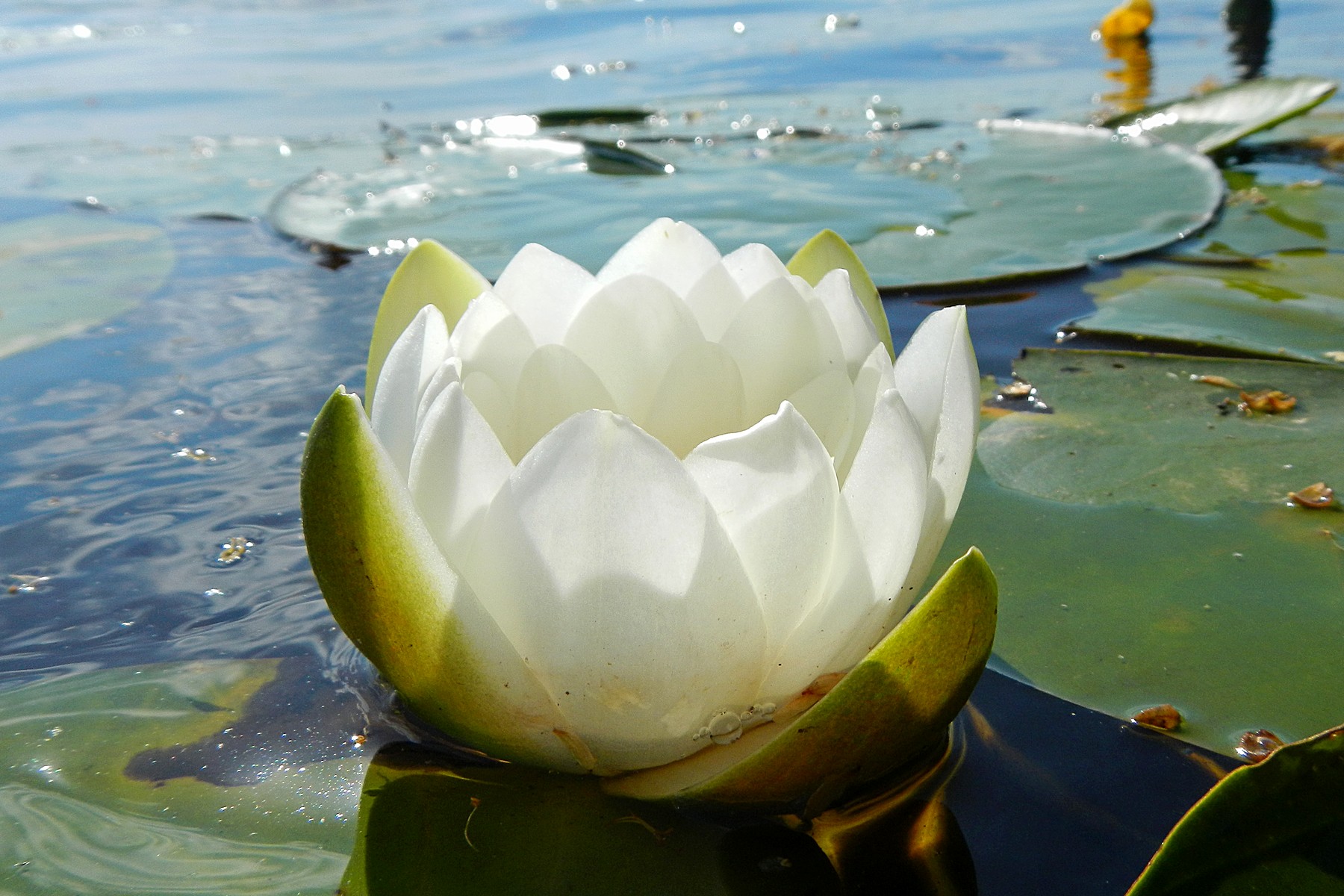 Кувшинка белоснежная (Nymphaea Candida)