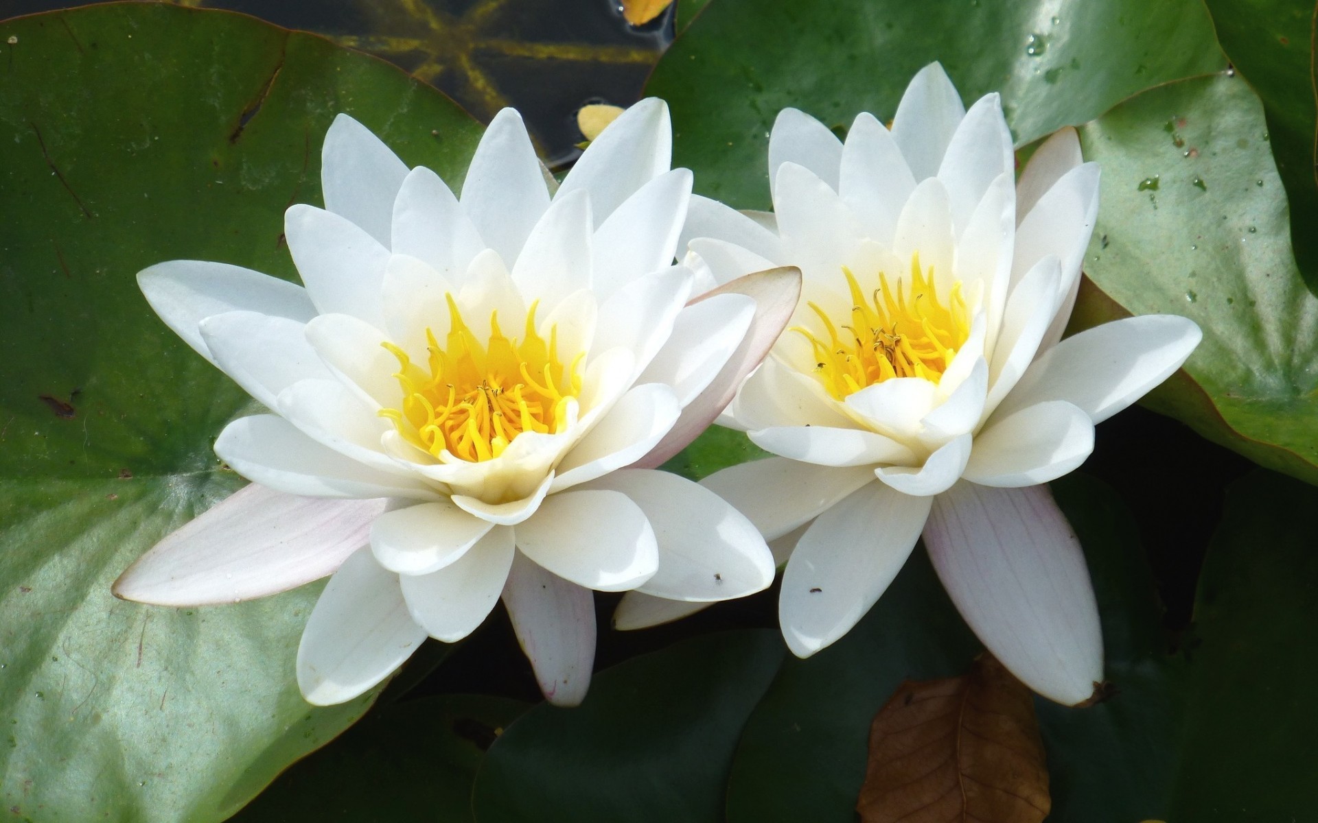 Белый Лотос Nymphaea Lotus