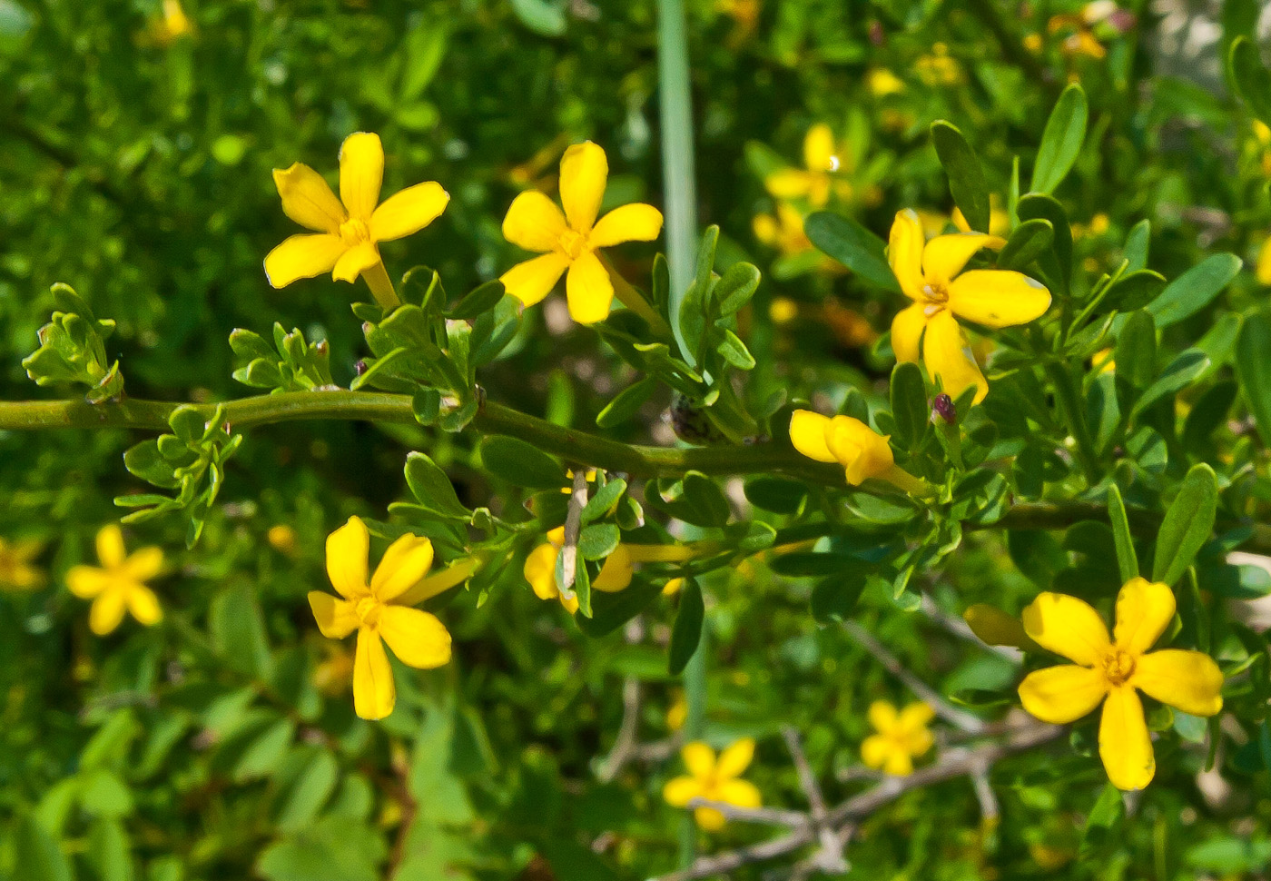 Jasminum fruticans l.