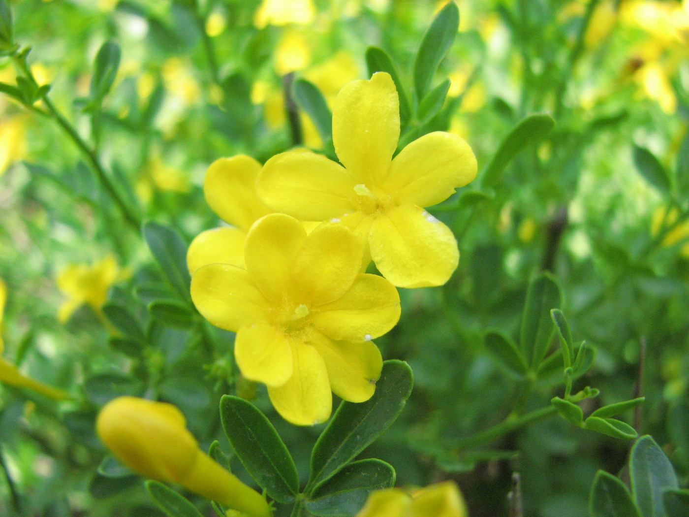 Jasminum fruticans нарисованная