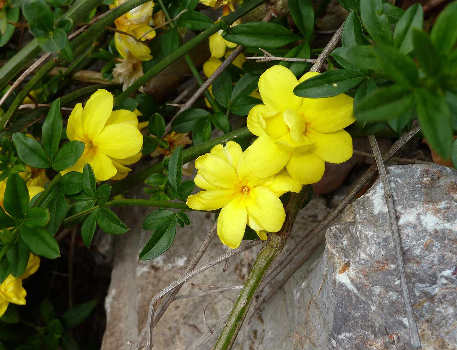 Жасмин кустарниковый Jasminum mesnyi (primulinum)