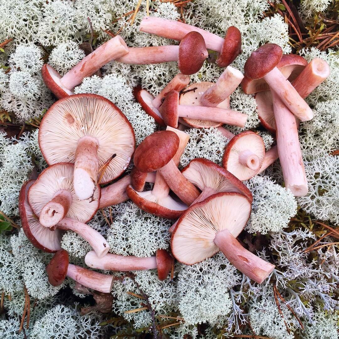 горькушки грибы фото съедобные и ложные