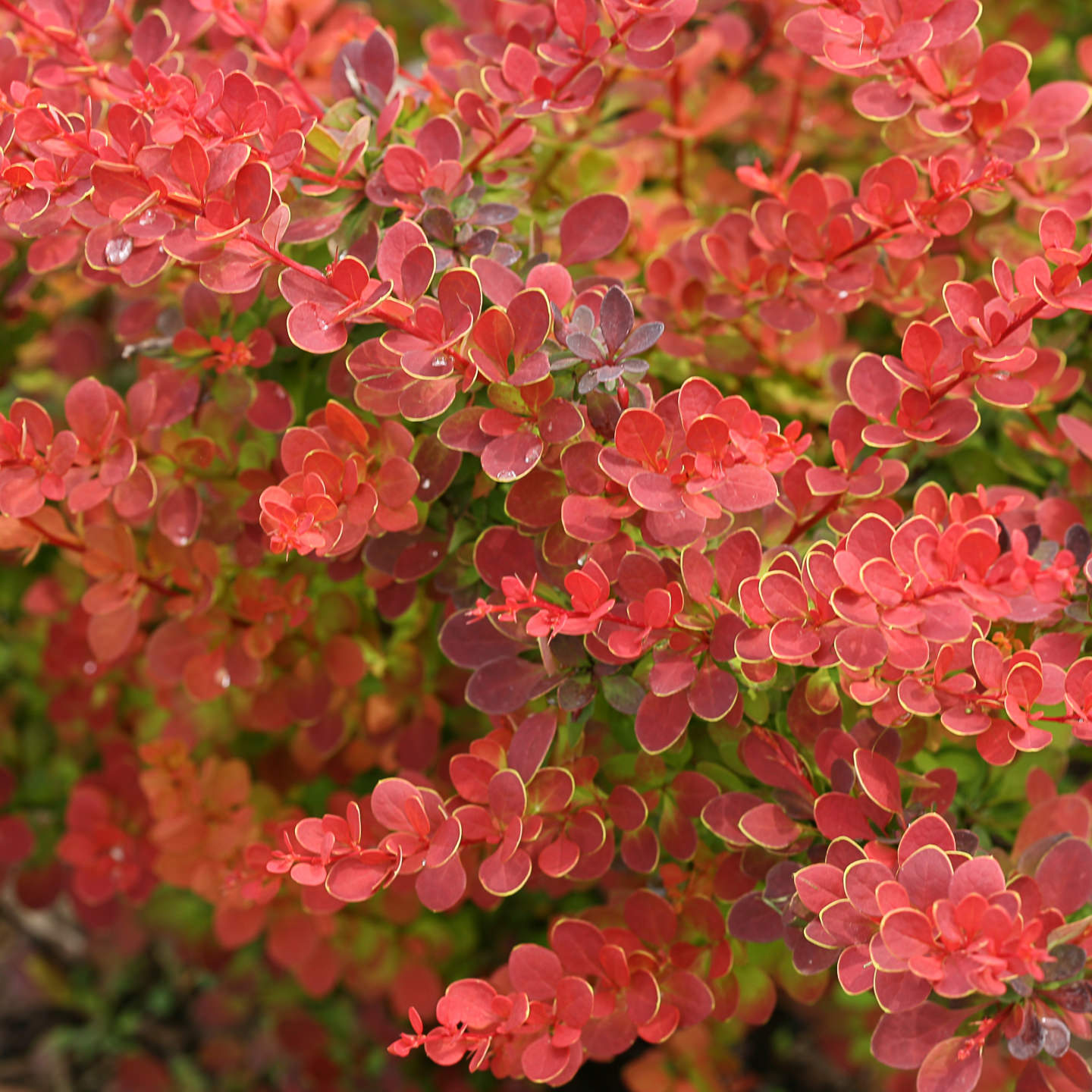 Berberis thunbergii оранжевый лед