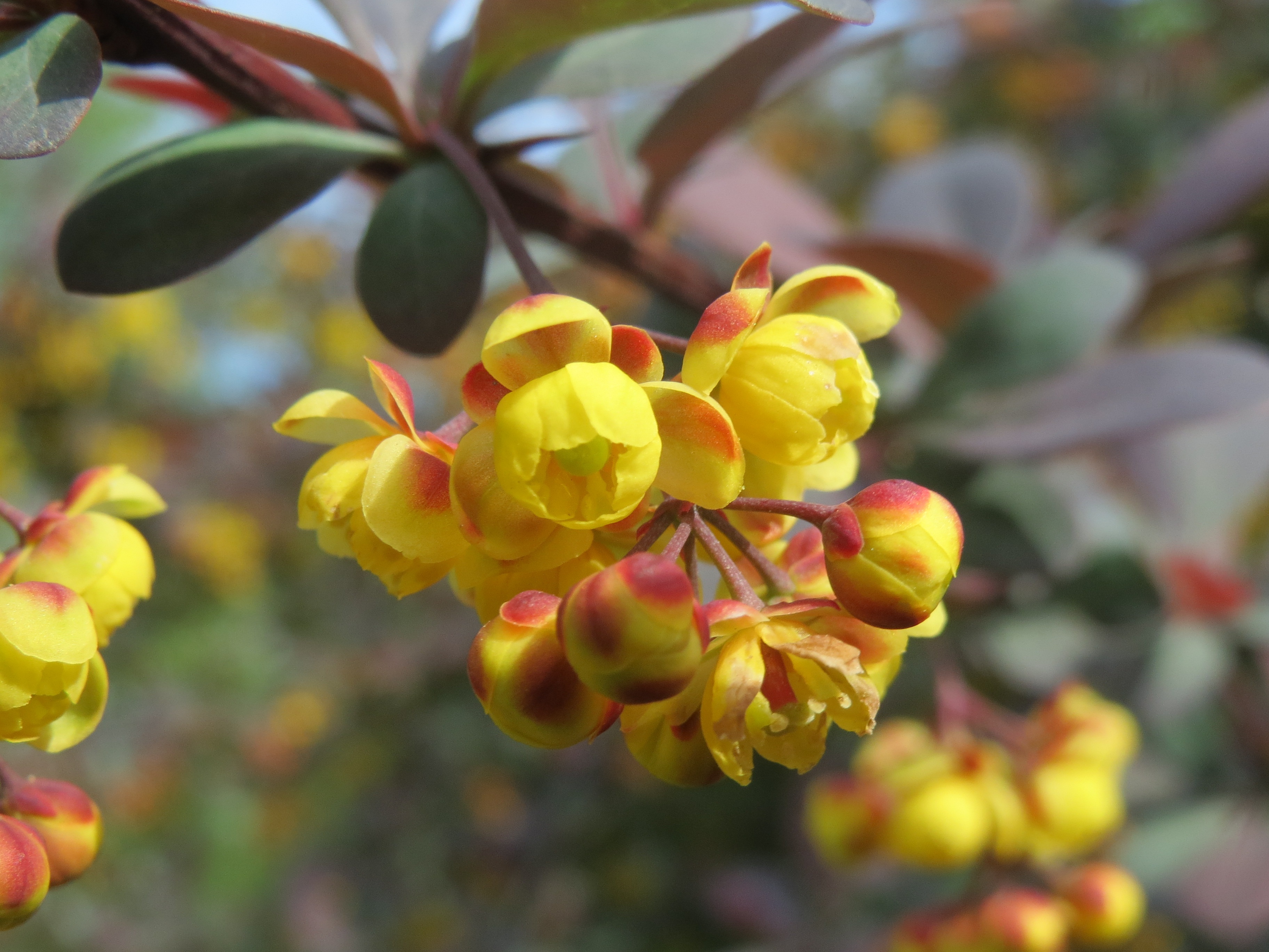 Барбарис обыкновенный (Berberis vulgaris l.)