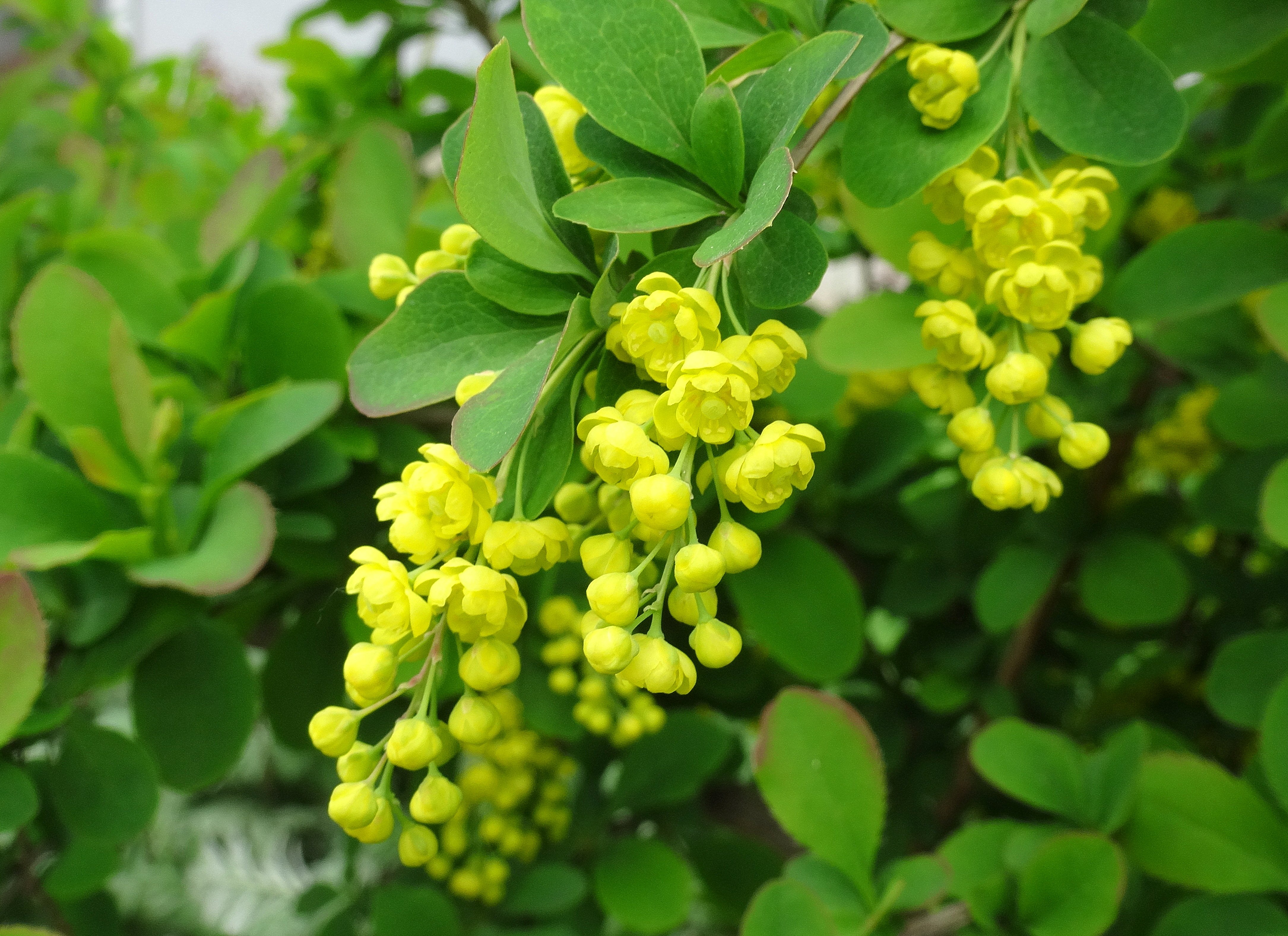 Барбарис Амурский Berberis amurensis