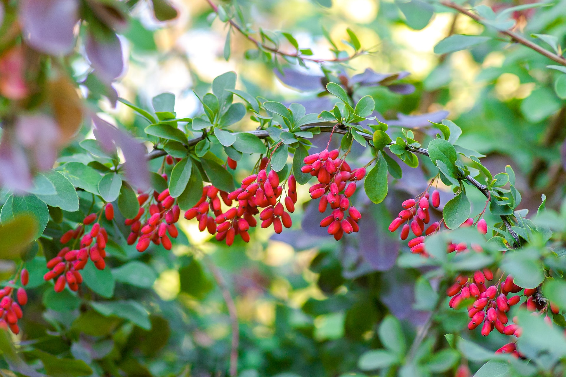 Дарухаридра, Барбарис индийский (Berberis aristata)