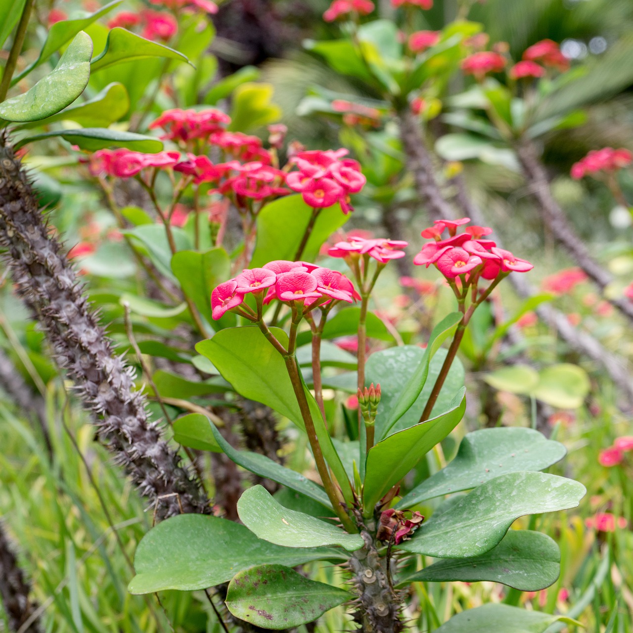 Молочай Жигулёвский (Euphorbia zhiguliensis)