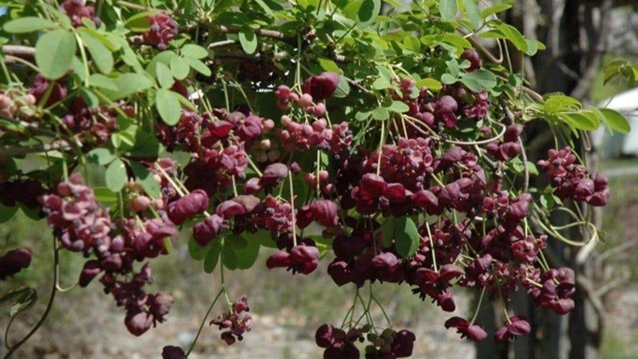 Akebia quinata (шоколадная Лиана, Акебия пятилистная