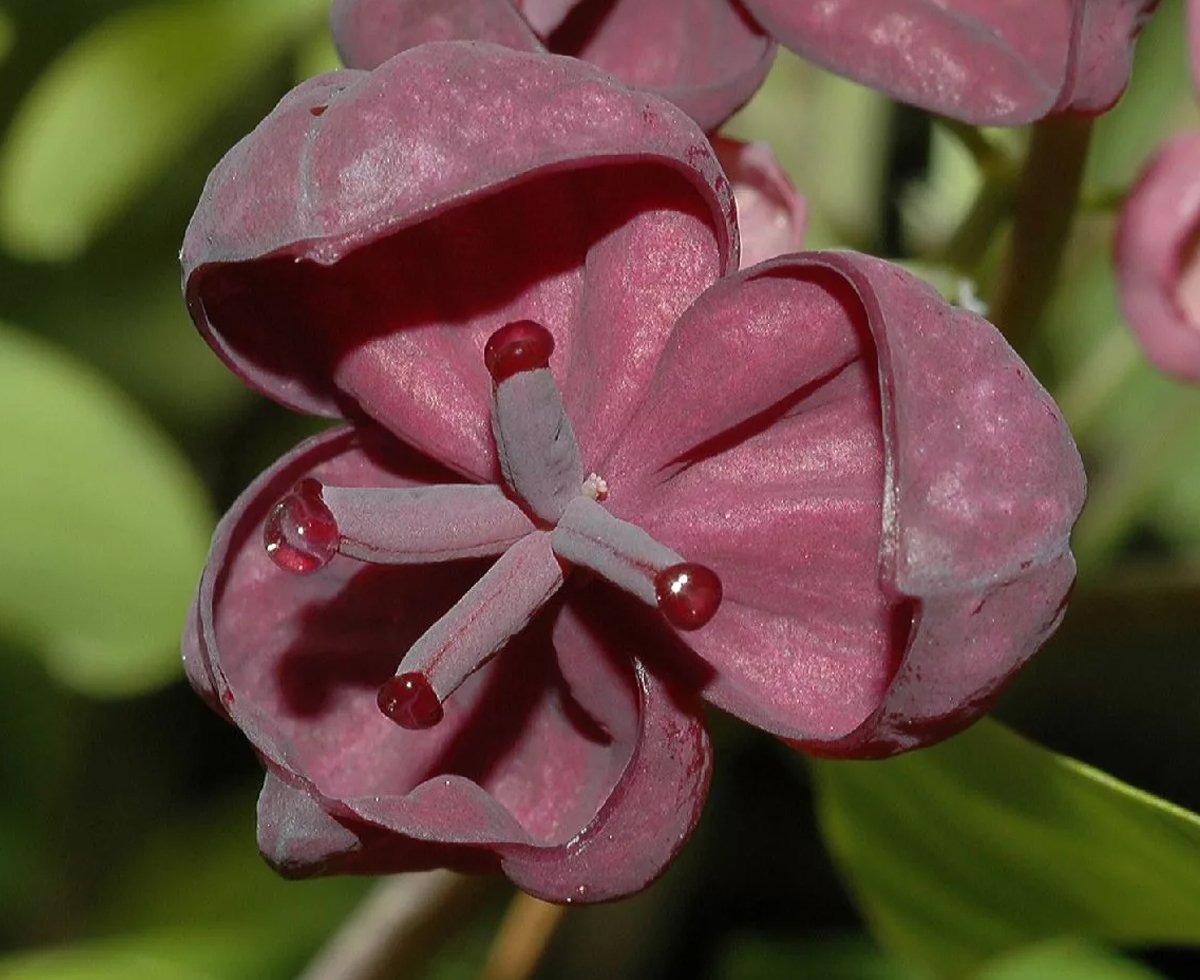 Акебия шоколадная Лиана Akebia quinata