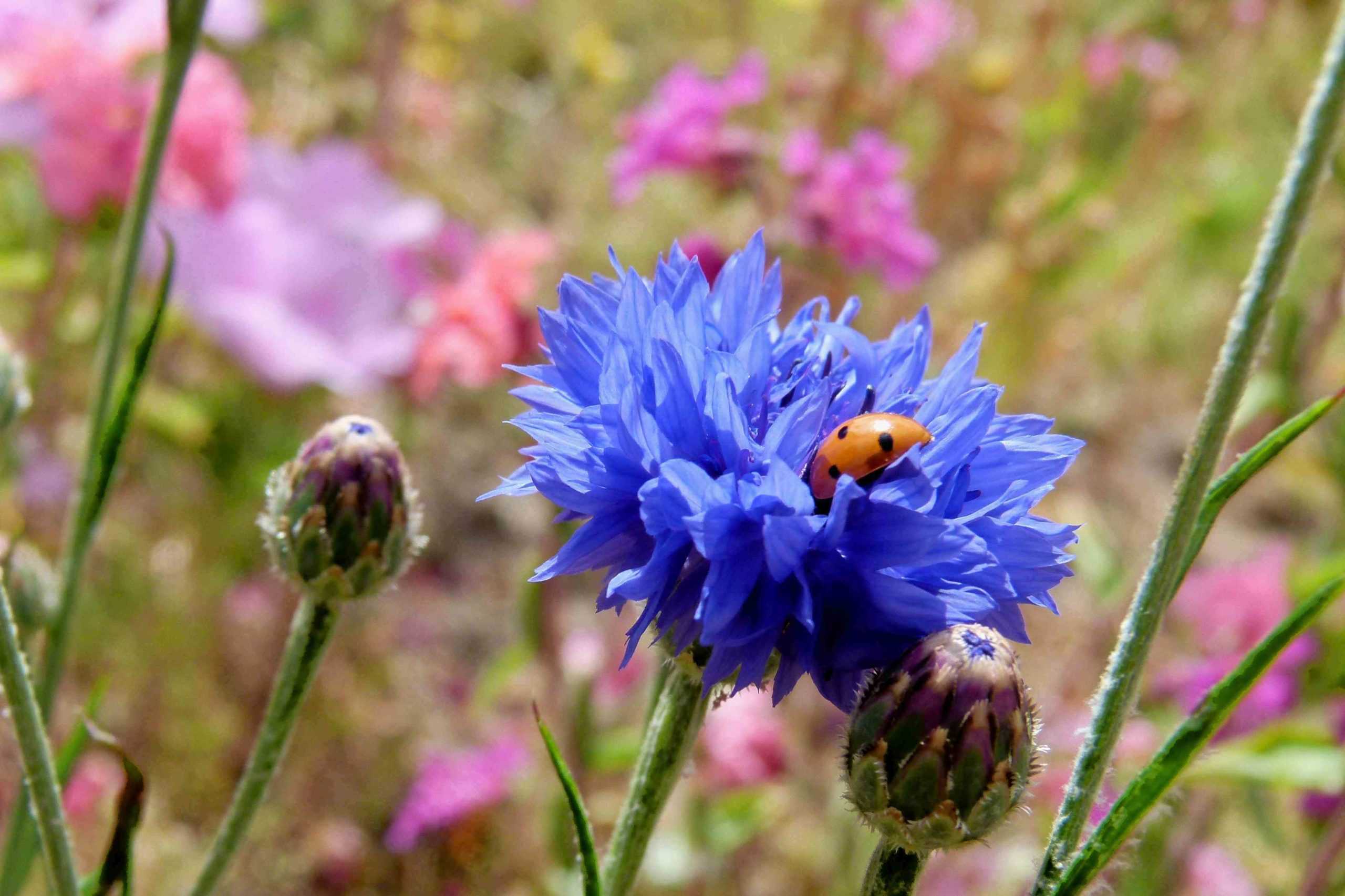 Василек синий (Centaurea cyanus)