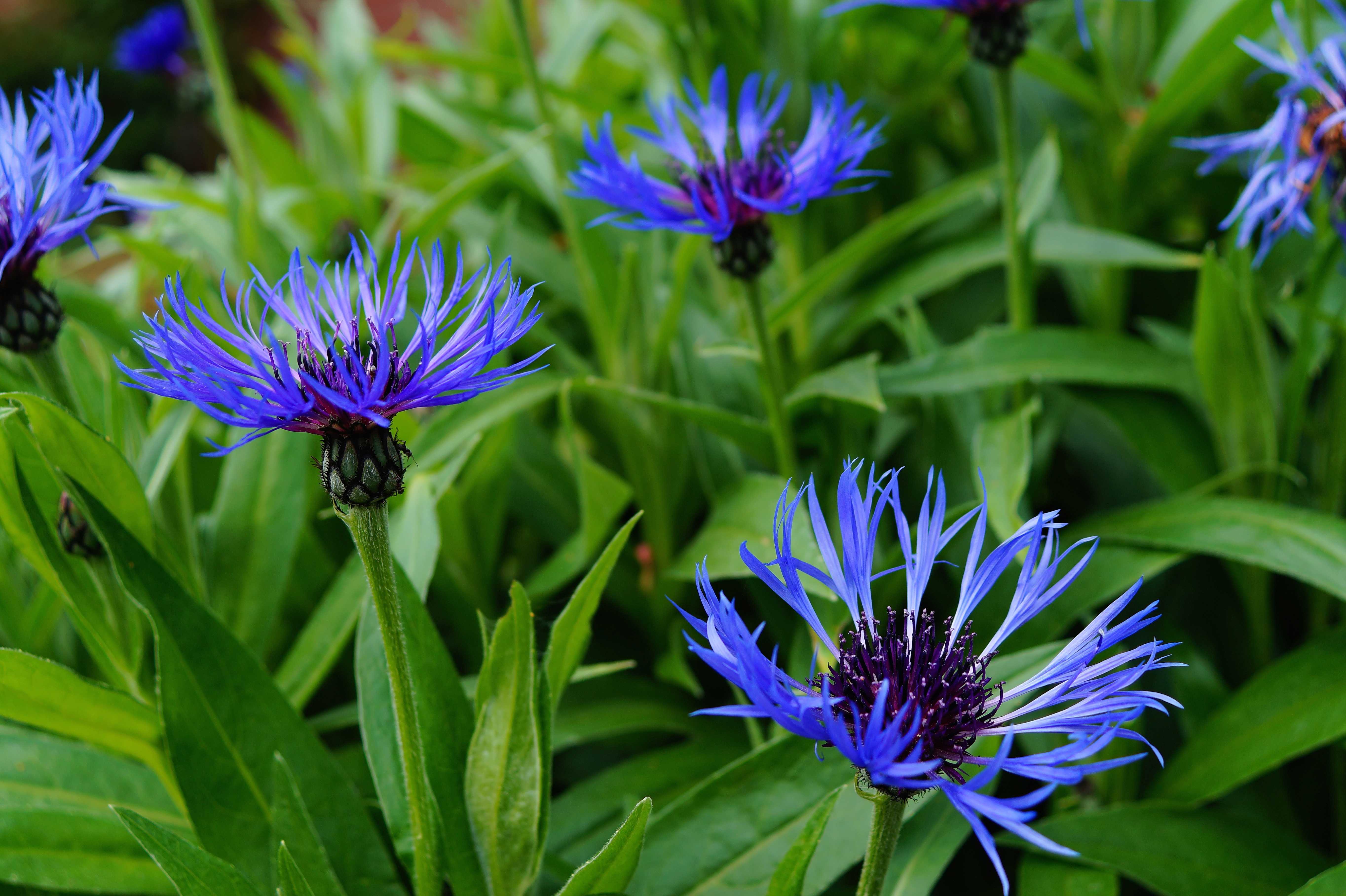 Василёк Донской (Centaurea tanaitica Klok.)