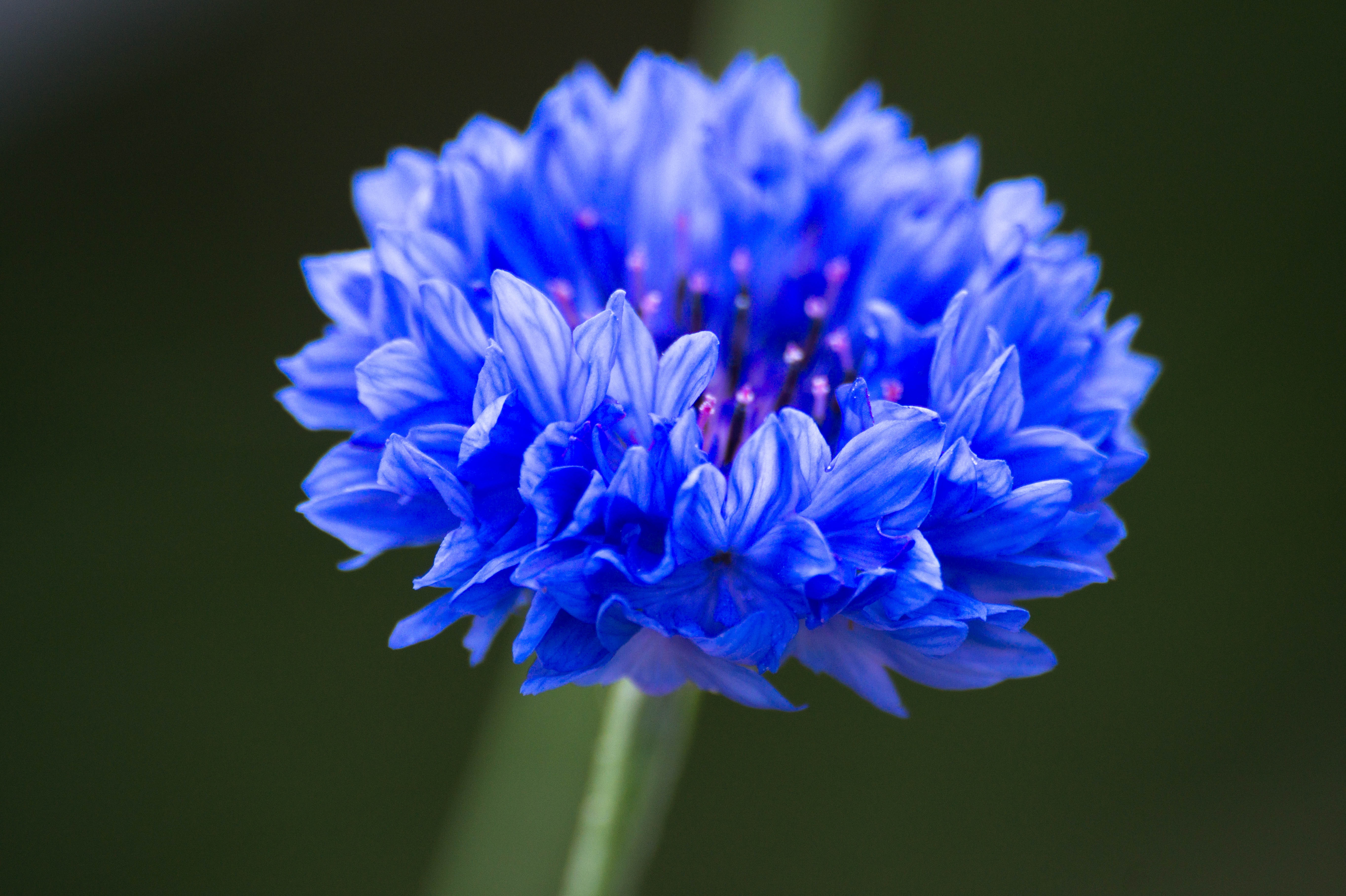 Васильковый (Cornflower)