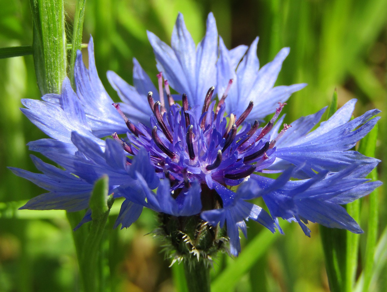 Цветки василька синего (Centaurea cyanus)