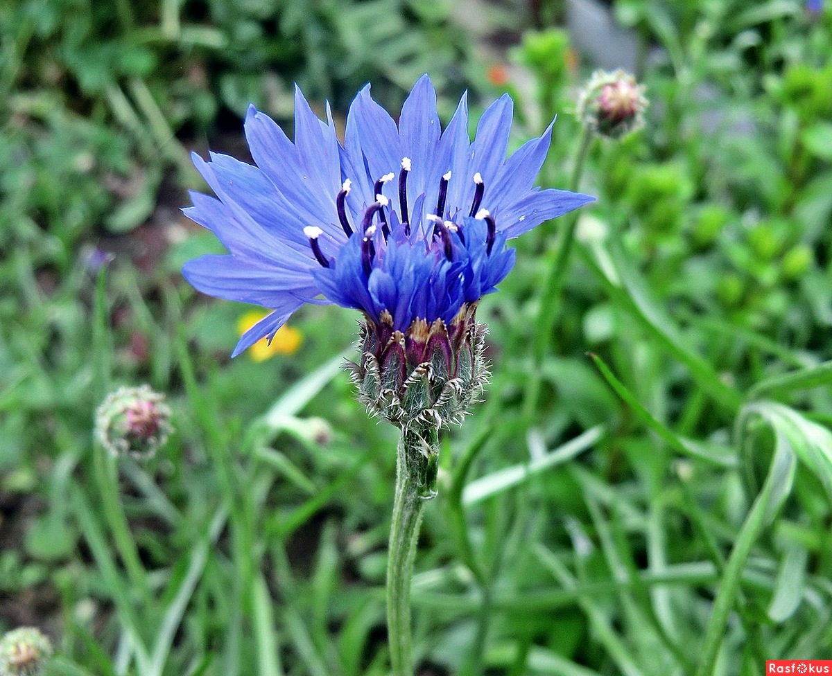 Василек синий (полевой) - Centaurea cyanus