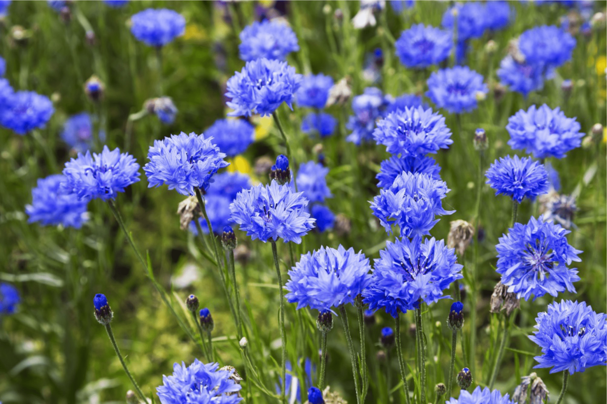 Василек синий (Centaurea cyanus)